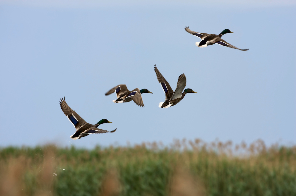 Winter is a great time to see birds on the Outer Banks