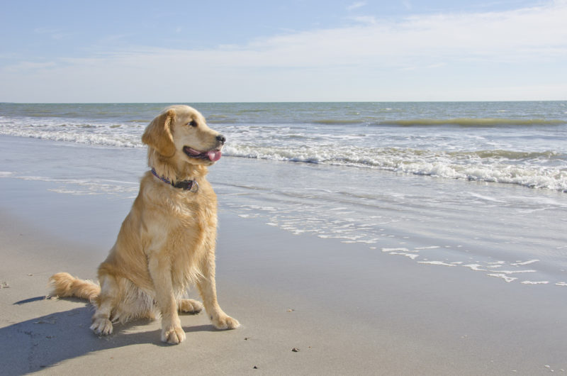 golden retrieve on one of the beaches on the Outer Banks