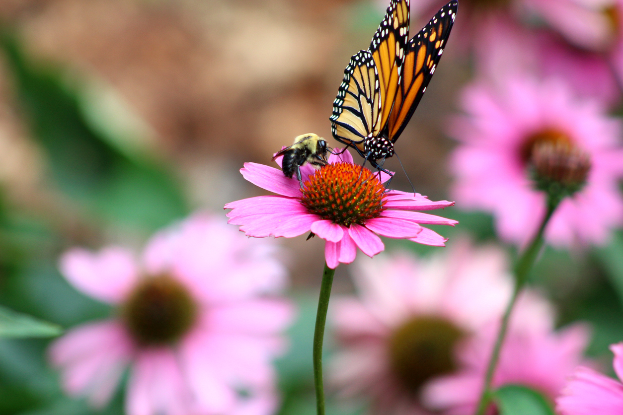 Spring Events on the Outer Banks 2021, showing a butterfly on a flower at Elizabethan Gardens