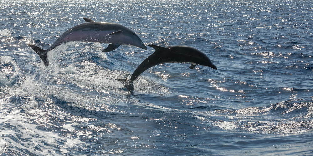 See dolphins on tours offered throughout the Outer Banks.